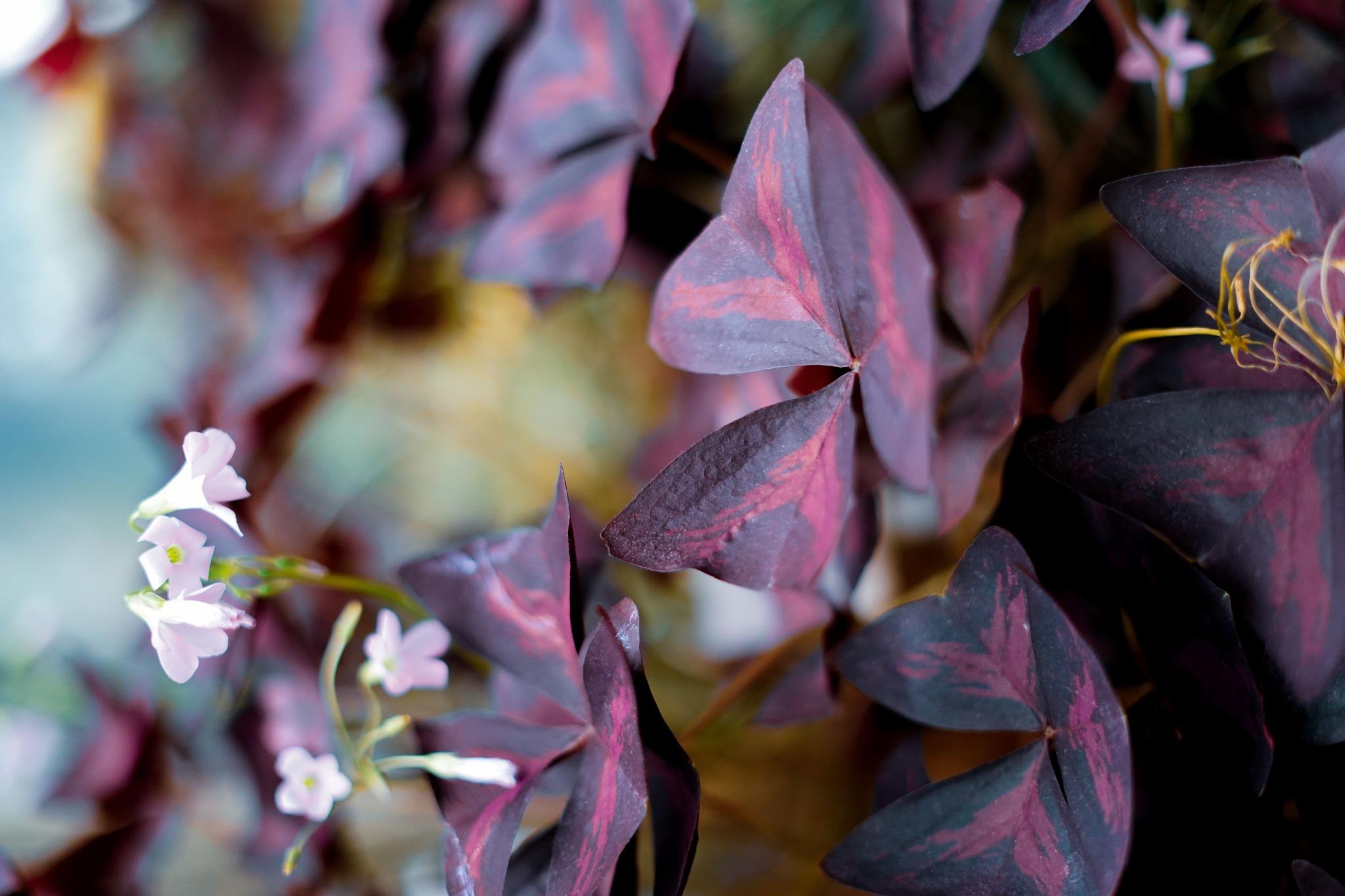 l'oxalis une plante aux mille visages