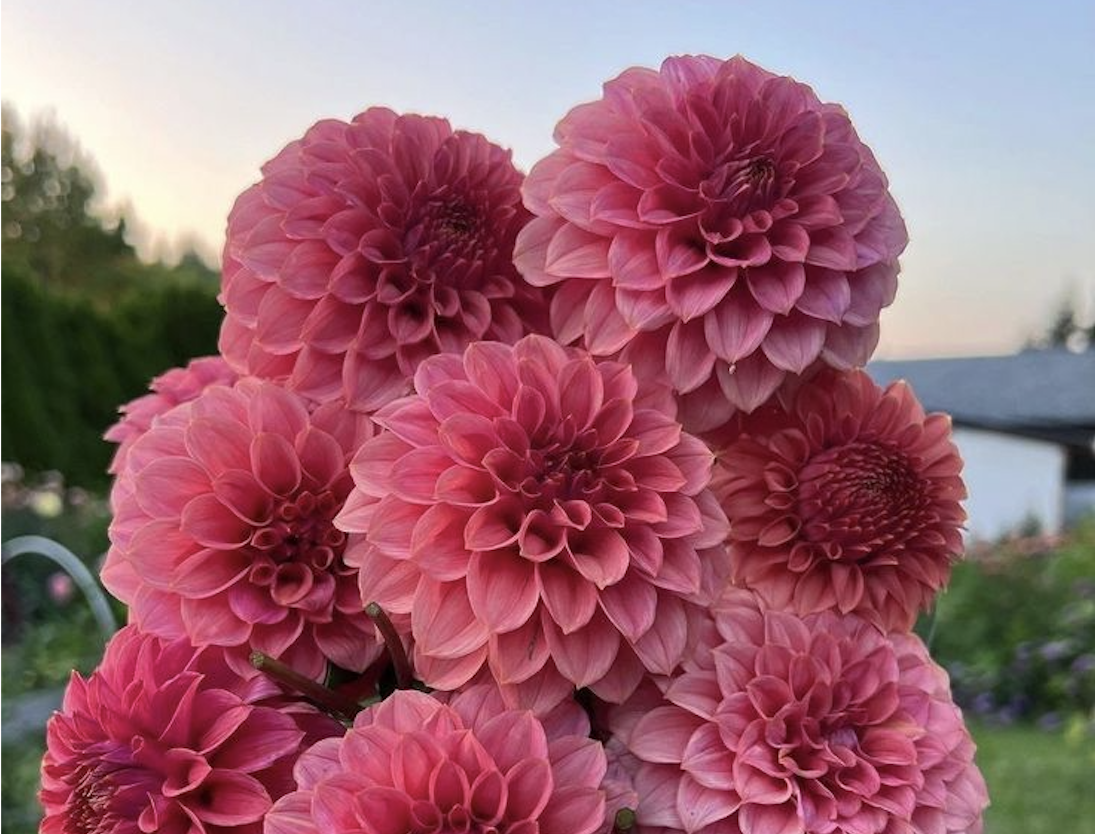 les fleurs de l'été
