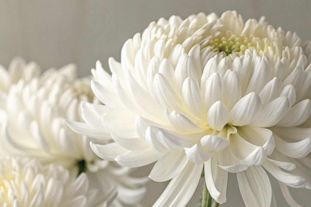 les fleurs de l'automne