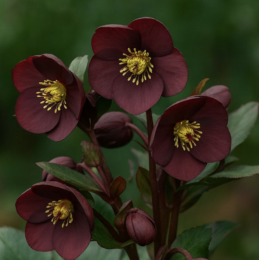 les fleurs de l'hiver